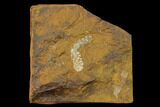 Paleocene Fossil Flower Stamen (Palaeocarpinus) - North Dakota #145338-1